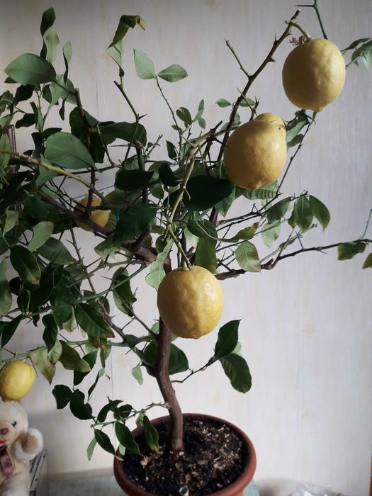 Дерево лимонное с плодами