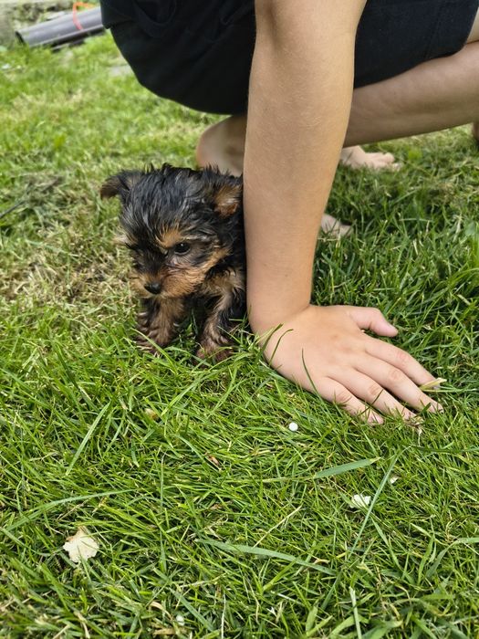 Suczka yorkshire terrier
