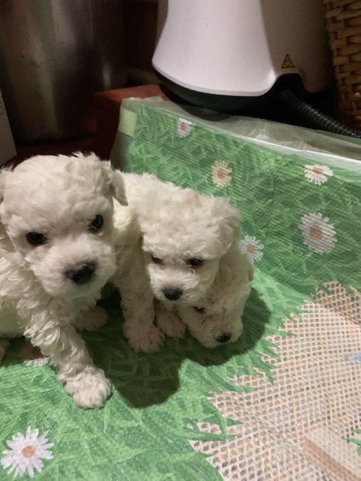 Цуценята Бішон-фрізе