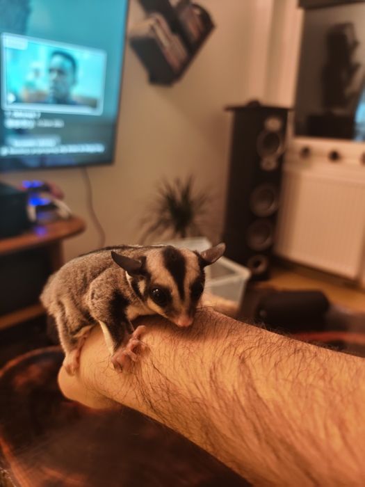 Lotopałanka karłowata młode samiec i samica