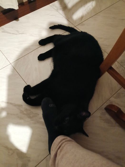 Gatinho para adoção