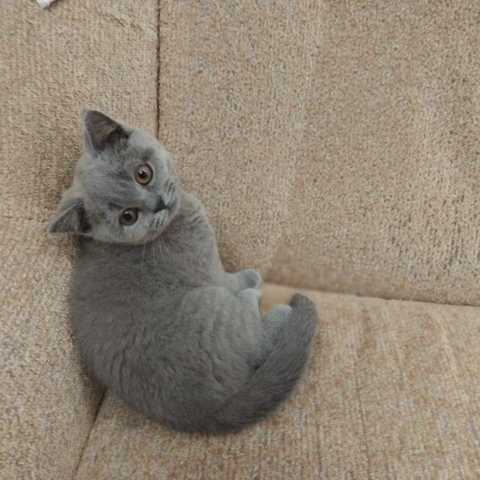 Кошеня британець