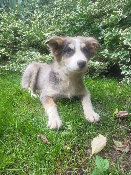 Szczeniak Border Collie piesek