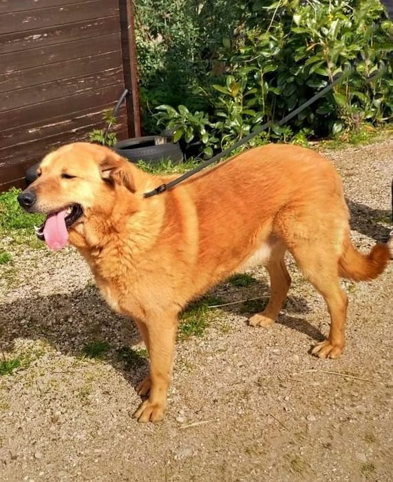 Benny - cão grande para adoção