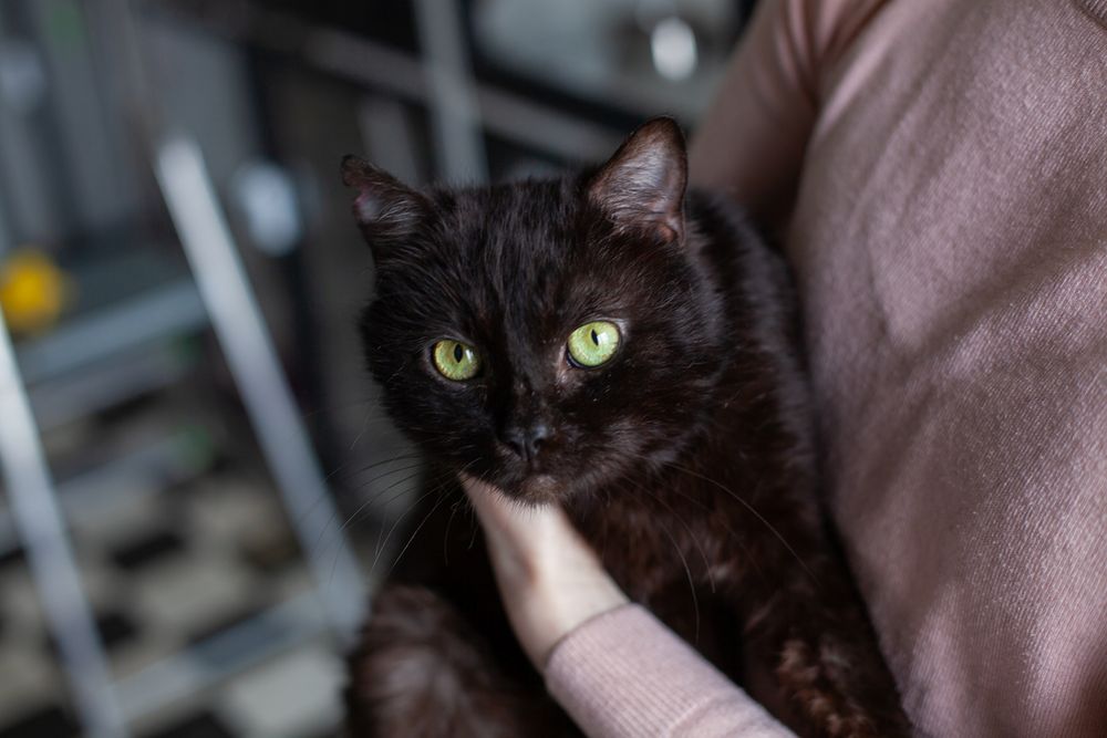 Зник кіт. Терміново шукаю чорного котика Барні