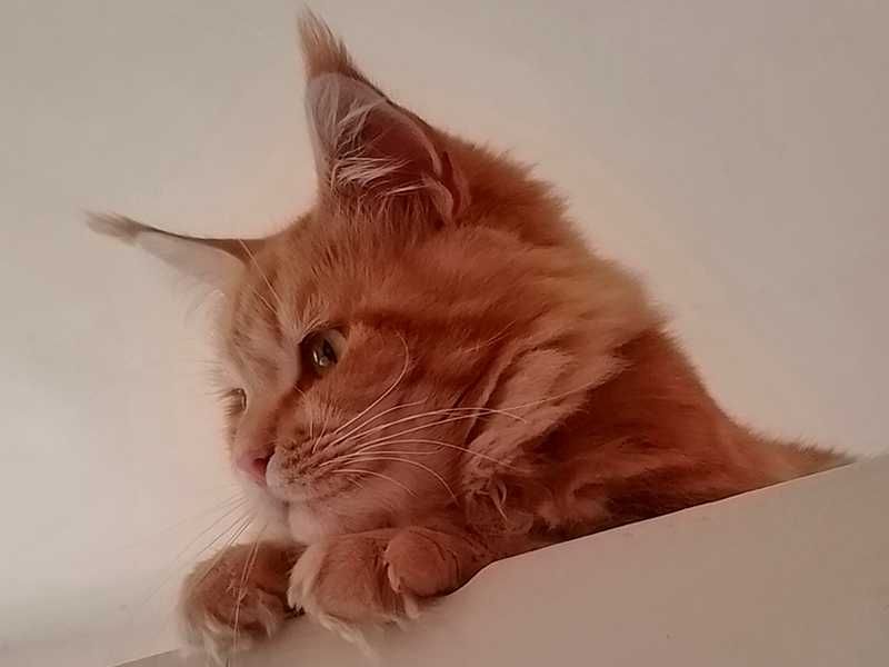 Кошенята мейн-куна,  дівчинки, Ужгород