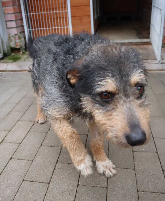 Tolkien czeka na dom...