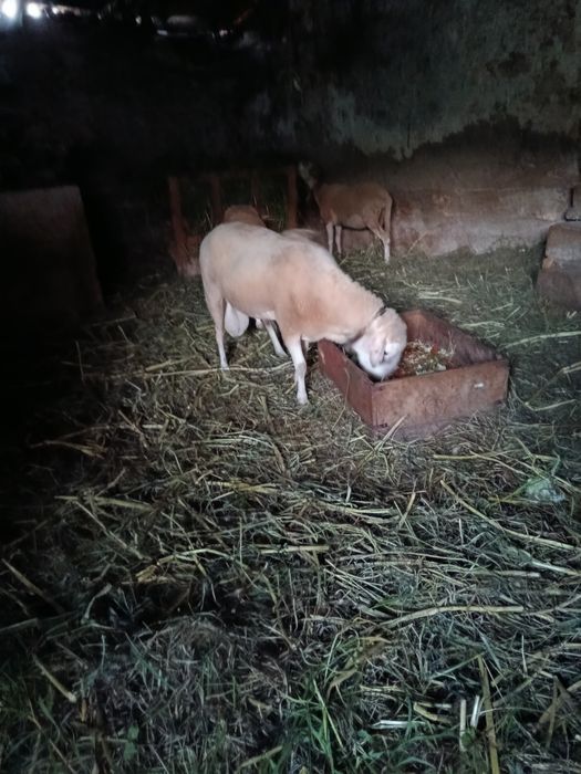 Vende se Carneiro