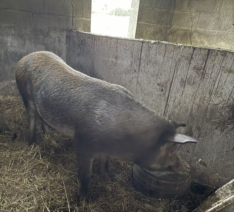 Vendo porca tracada a porco preto