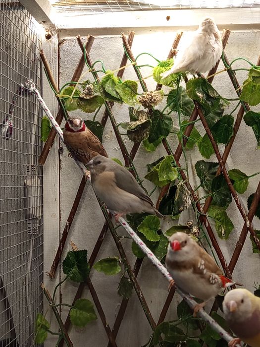 Agapórnis roseicolis