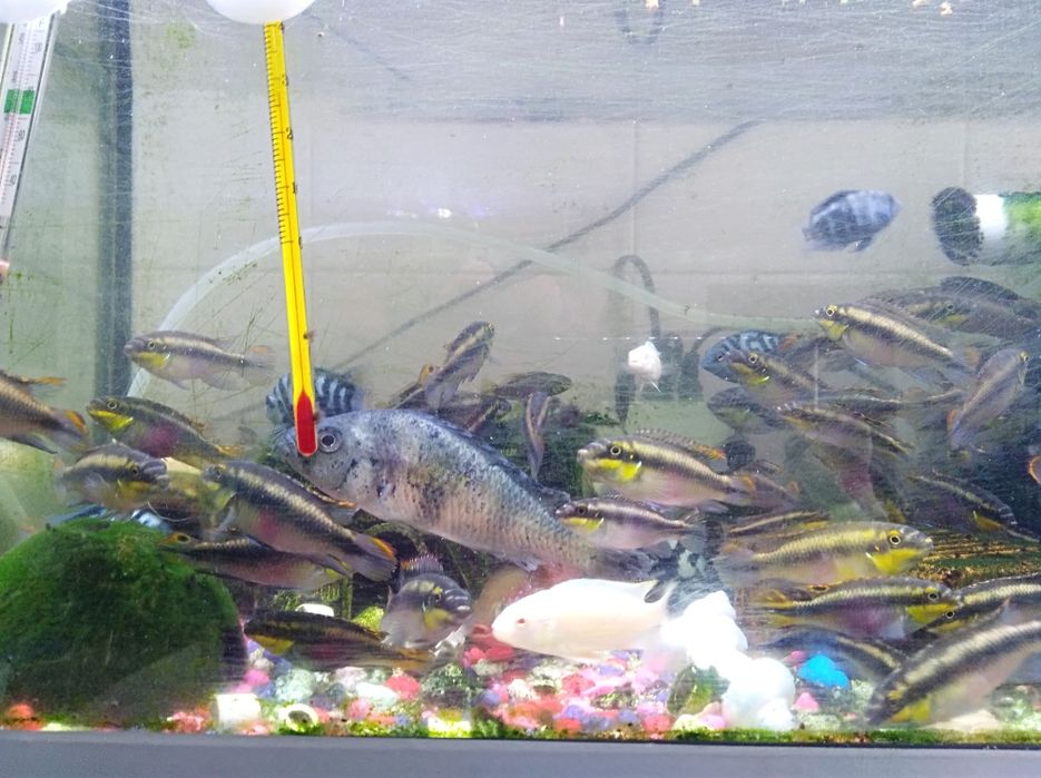 Kribensis adultos 7€