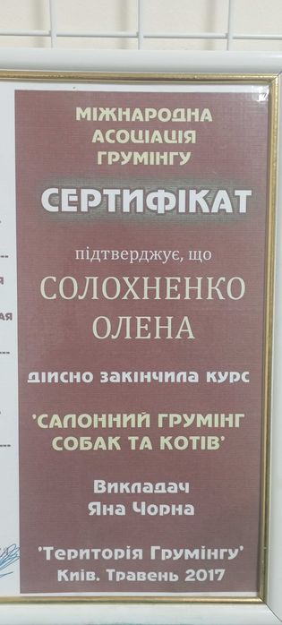 Експрес лінька та стрижка котів в салоні