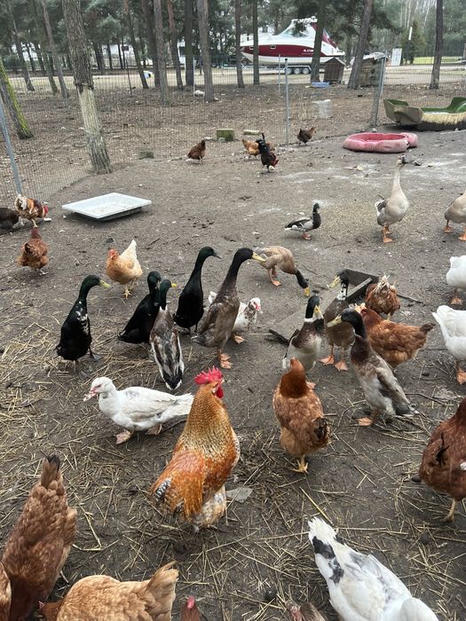 Sprzedak biegusy kaczory