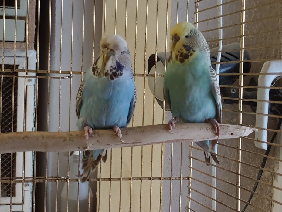 Faliste wpf samiczki