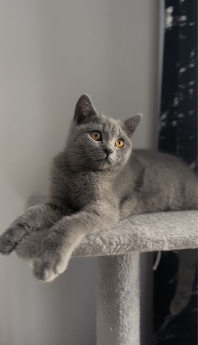 Kocurek brytyjski gotowy do odbioru