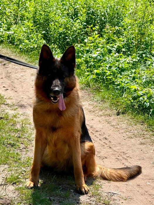 Cudowna 4 letnia suczka owczarek niemiecki do adopcji