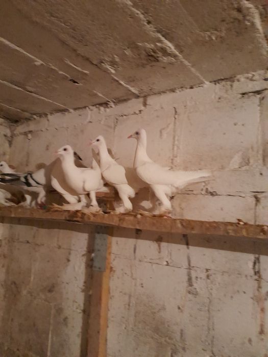 Golebie Bociany krymki