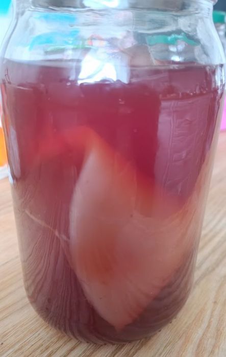 Grzybek Scooby kombucha kombucza starter
