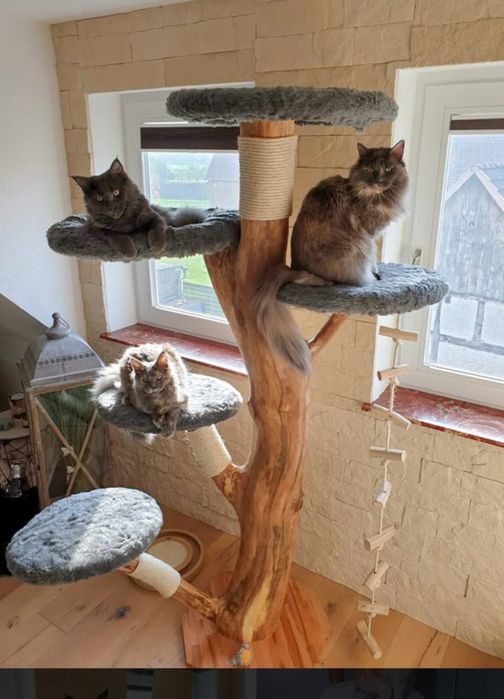 Vendo arranhador novo para gatinhos de porte maior