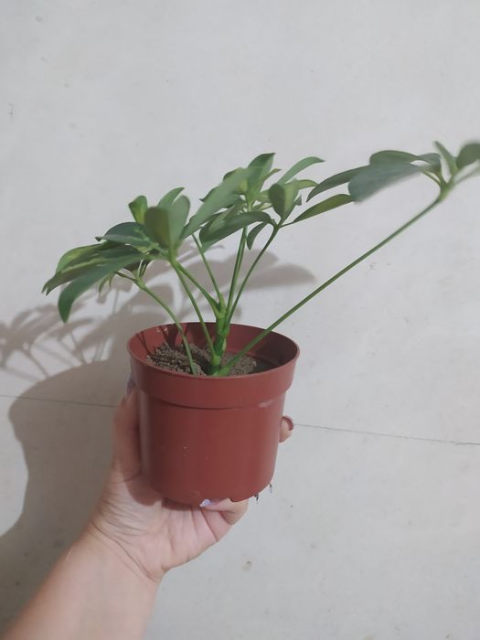 Шефлера Герда варігантна