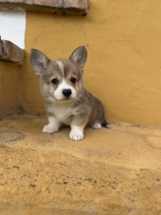 Corgi pembroke maravilha
