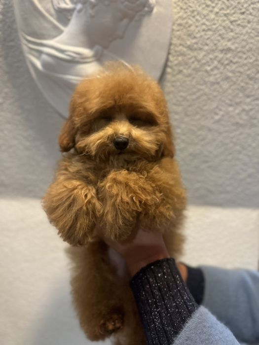 Той пудель,міні, тейкап дівчинка