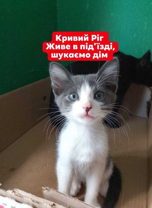 Вусатий друг! Кошеня у добрі руки!
