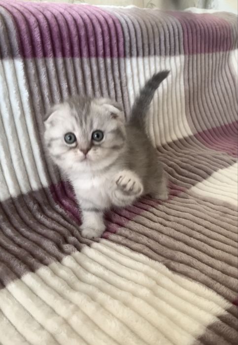 Неймовірна  срібна красуня