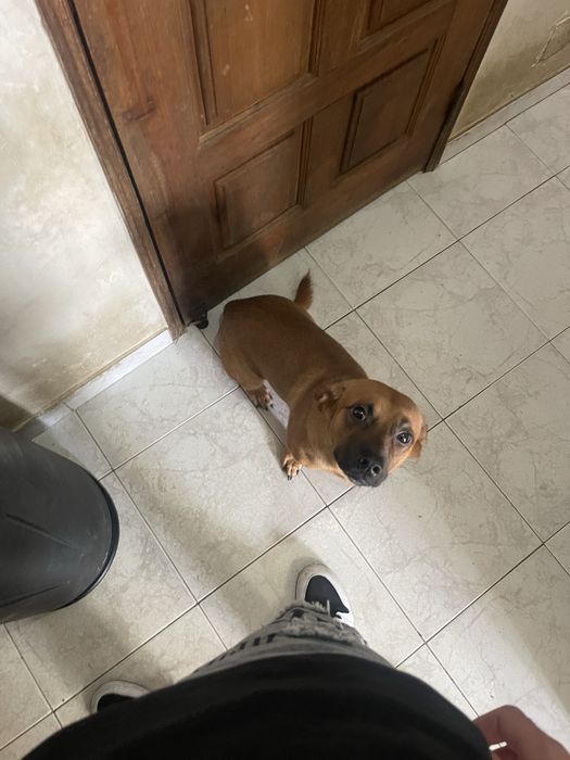 Cão para  adoção