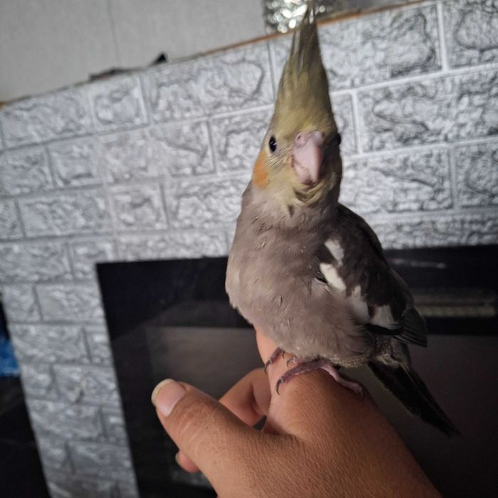 Caturra criado a mao muito manso