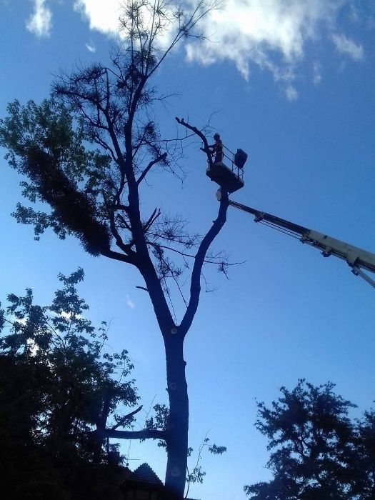 Pielęgnacja drzew, wycinka drzew, przycinanie drzew, rębak