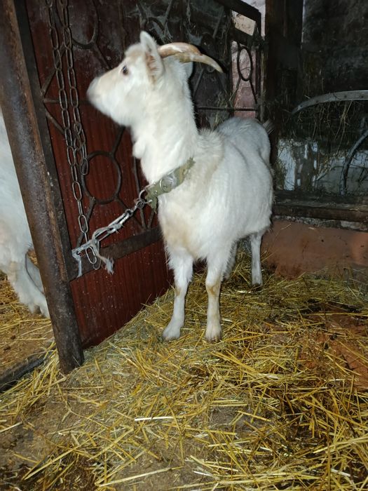 Продам.       коз