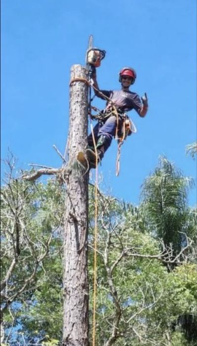Poda de pinheiros, abate de árvores e limpeza  de terrenos!!!