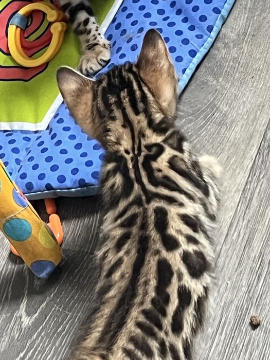 Бенгальські кошенятка