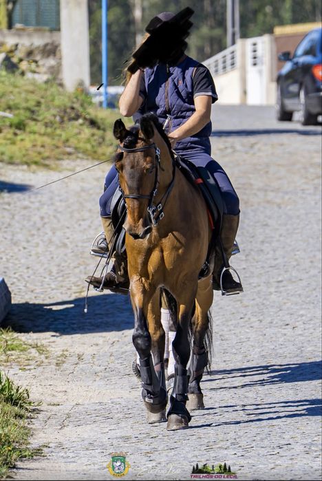 Vendo dois cavalos