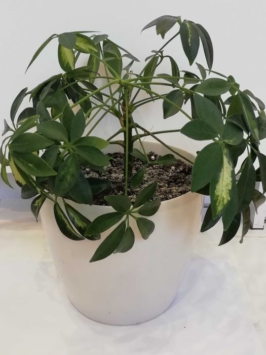 кімнатні рослини різні. Обмін / продаж