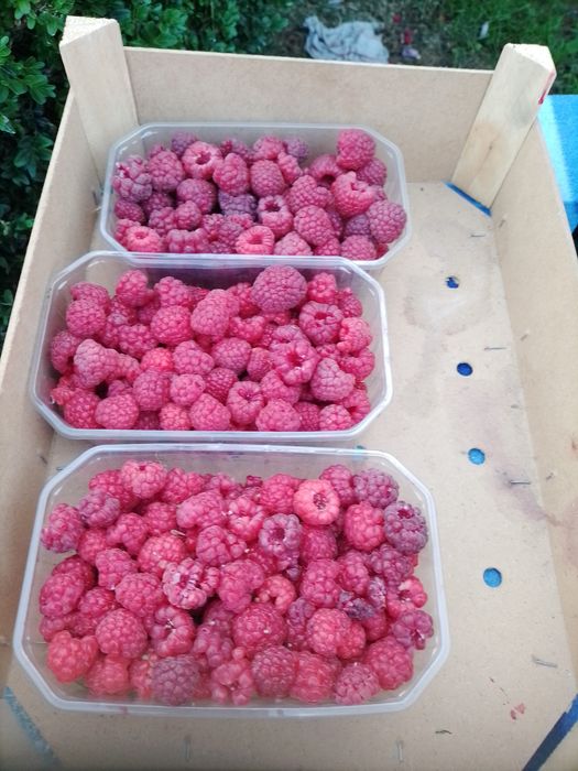 sok z malin oraz owoce maliny