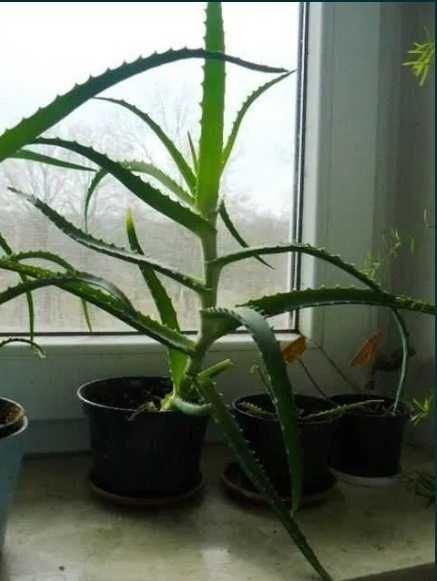 Aloes drzewiasty trzyletni duża roślina domowy lek panaceum