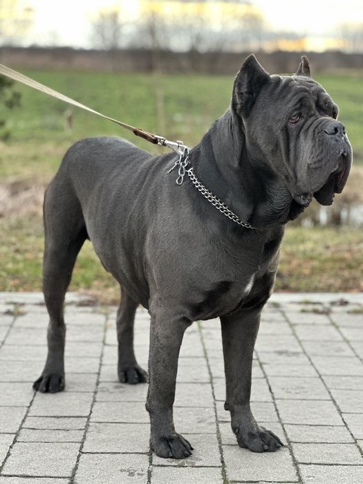 Кане корсо вязка