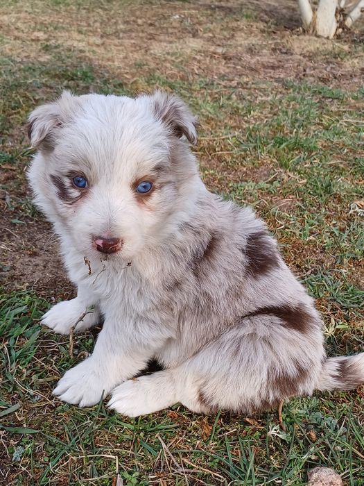 Border Collie piesek red merle