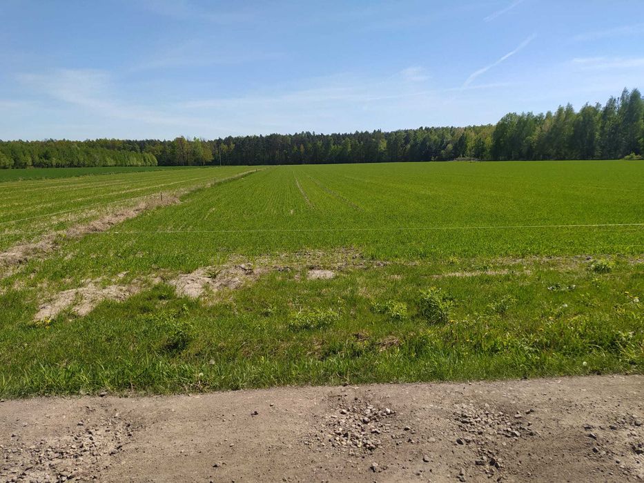 3,616 ha – Lubowidza – przy lesie! Świetna inwestycja! podział możliwy