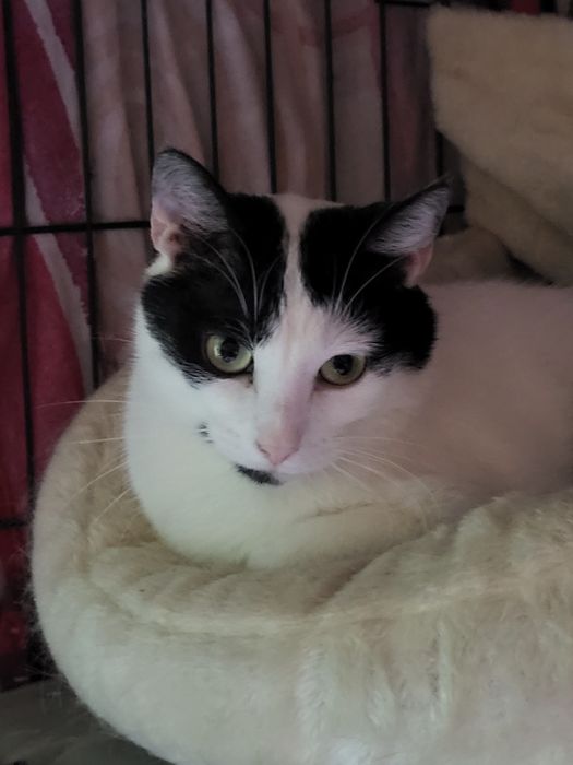 Olaf. Kocurek do adopcji