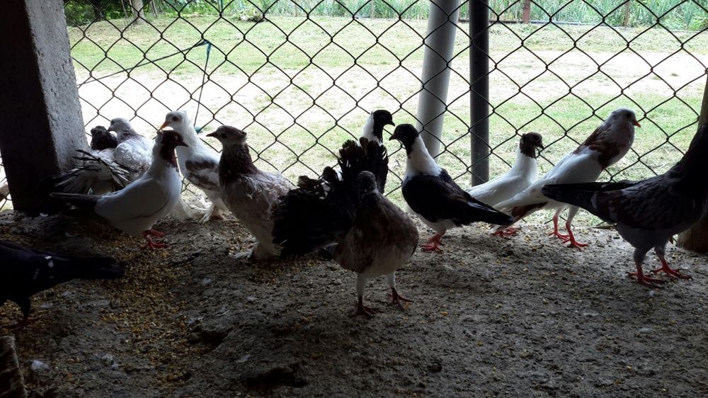 Pombos **Várias Raças**