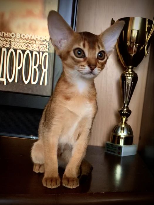 Аби девочка RISET