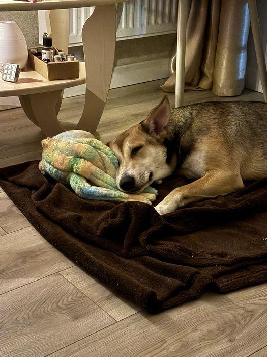 Лола, 9 місяців (собака, метис)