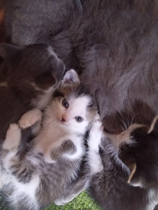 Пропоную муркотливого котика