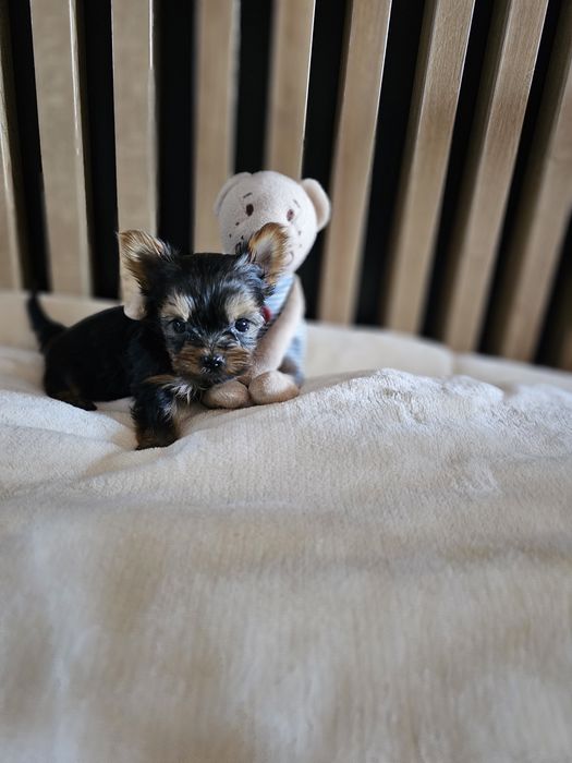 York - yorkshire terrier maluszek
