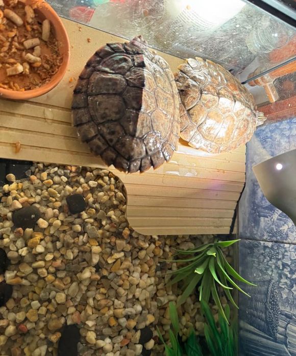 Aquário para tartarugas