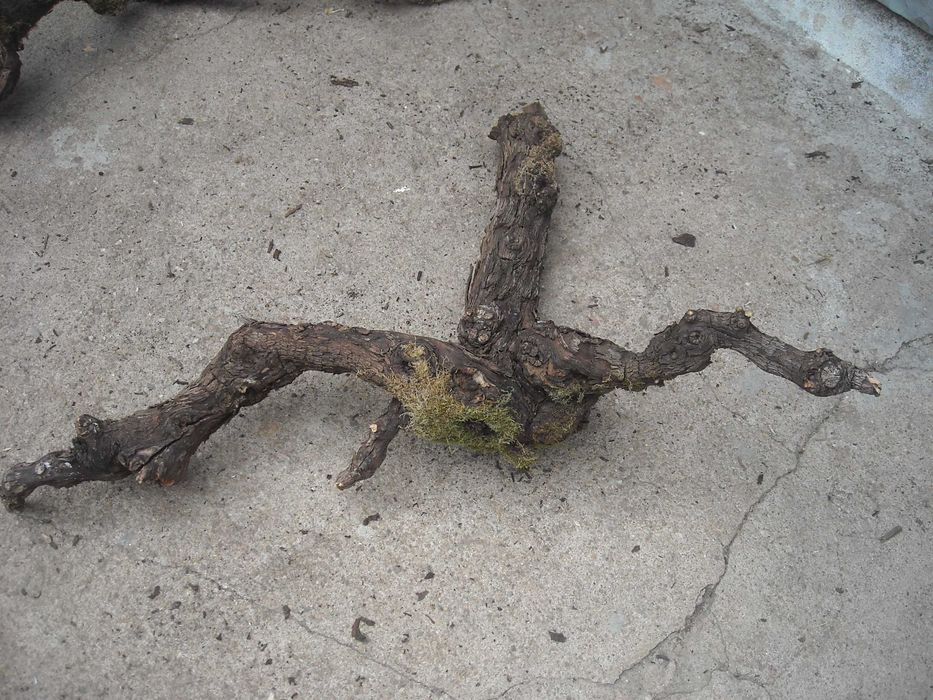 Tronco de videira antiga para decoraçao aquario terrario etc