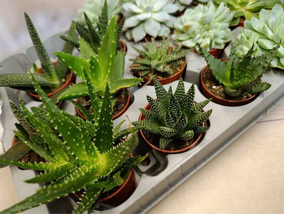 Кактуси та сукуленти